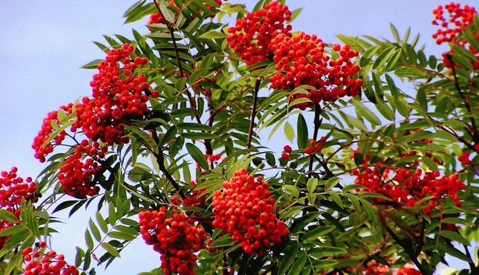 Берегиня домашнего очага: для чего нужно сажать рябину в саду