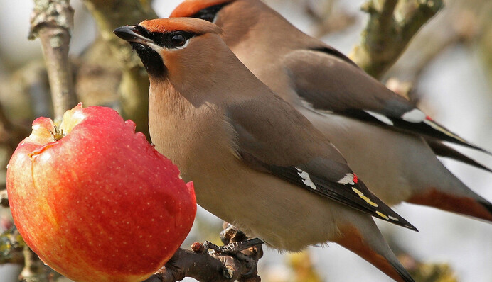 Головоломка для сообразительных: как найти три яблока среди птиц