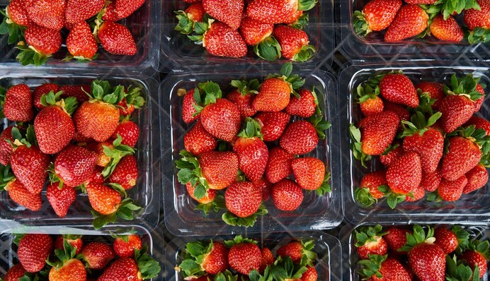 Великі і солодкі ягоди: чим підживити полуницю під час плодоношення у червні