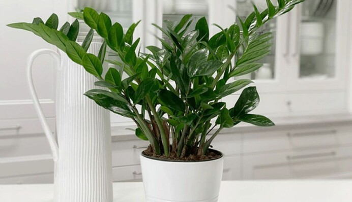 Понадобится один листик: агроном рассказал, как вырастить 