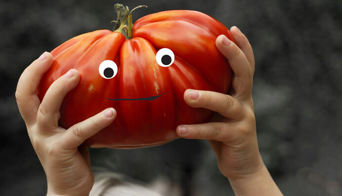 ​М'ясисті помідори аж до осені: унікальне добриво для щедрого врожаю