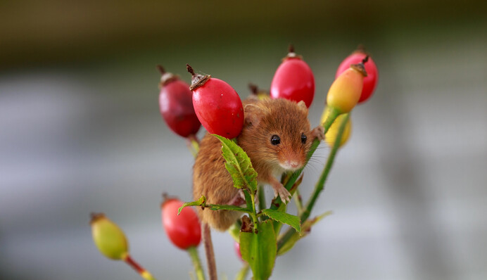 ​Домашні клопоти або проблеми: до чого сняться миші
