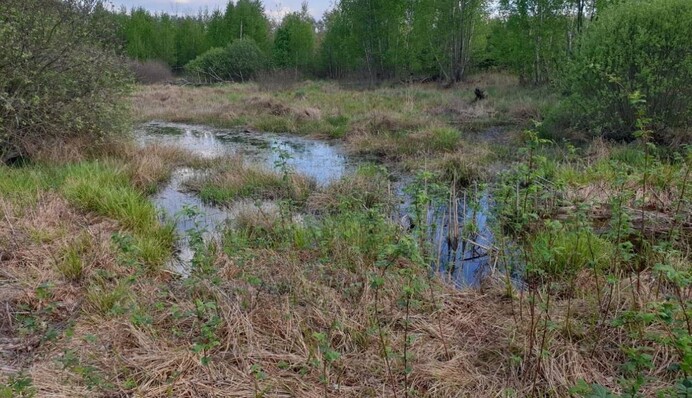 Минветеранов планирует обустроить военное мемориальное кладбище в болоте – эколог КЭКЦ Владимир Борейко