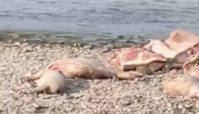 В Чернівцях на березі Пруту викинули туші свиней, хворих на африканську чуму