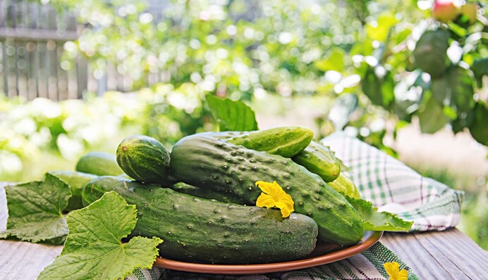 Почему огурцы горькие и как с этим бороться: советы садоводов