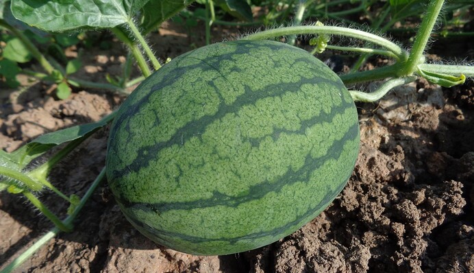 Как нельзя сажать арбузы на огороде: популярные ошибки дачников