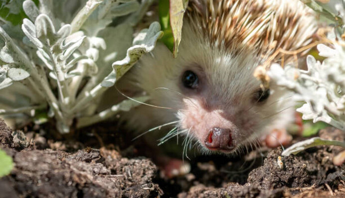 Надо справиться за 9 секунд: как найти среди ежей кактус
