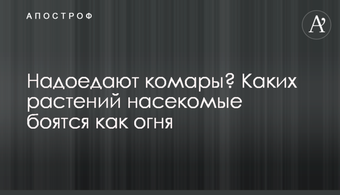 Надоедают комары? Каких растений насекомые боятся как огня