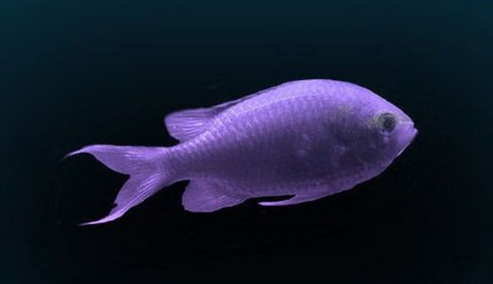 Найдите рыбу среди осьминогов: головоломка для самых внимательных