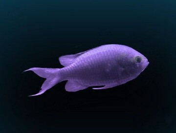 Знайдіть рибу серед восьминогів: головоломка для найуважніших