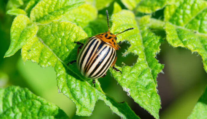 Допоможе не лише хімія: 5 способів позбутися колорадського жука