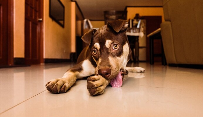 Почему собака лижет пол: приметы и советы хозяевам