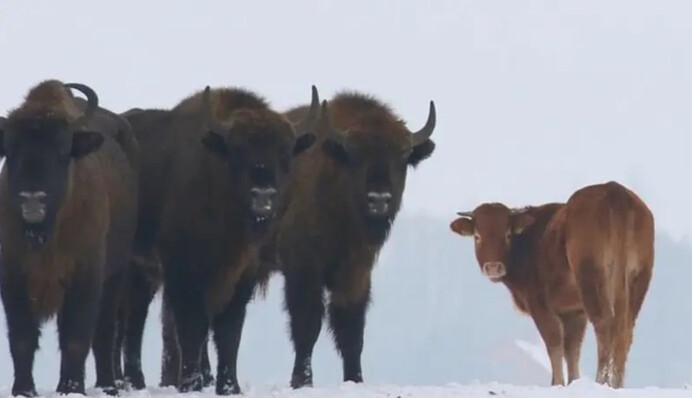 Як знайти за 8 секунд зубра серед корів: допоможе важлива деталь
