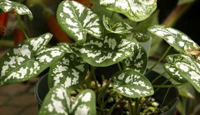 Можуть спричинити біду: рослини, які заборонено тримати вдома