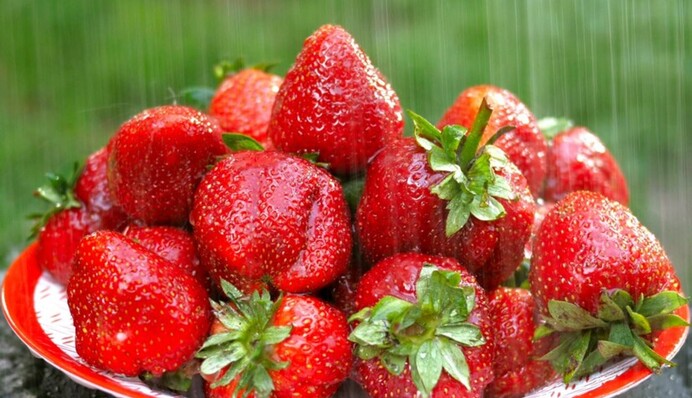 Как защитить клубнику в дождливый сезон: лайфхак, без которого не обойтись