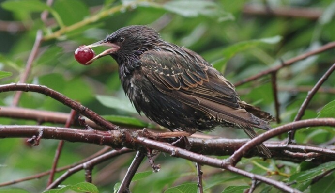 Как отпугнуть скворцов от вишни и черешни: народные уловки