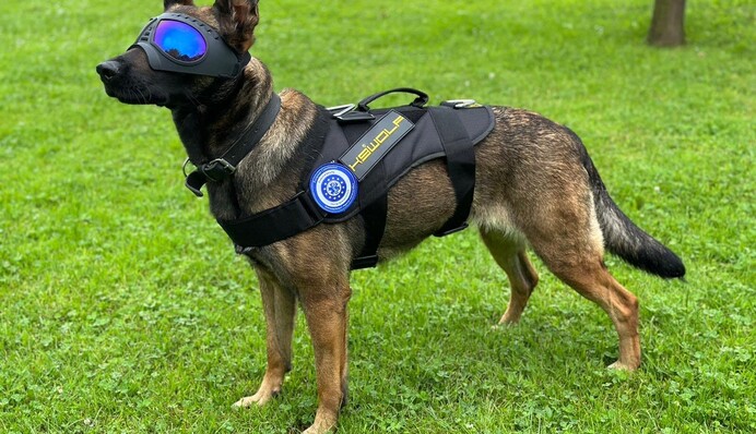 Чотирилапі красені рятують життя: ЄС передав Україні вівчарок-саперів. Фото