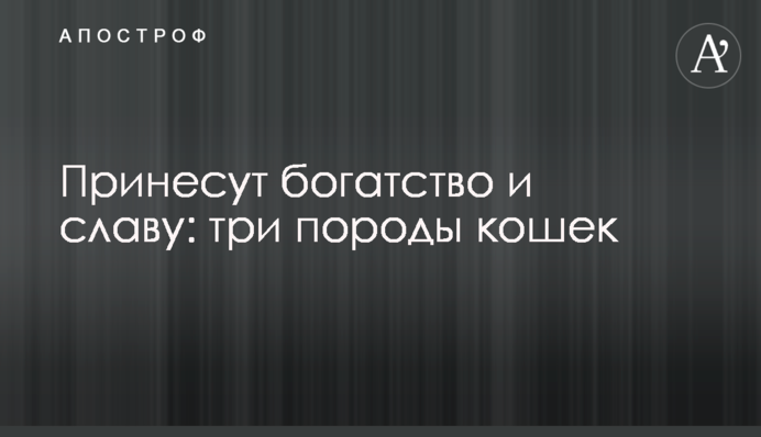 Принесуть багатство і славу: три породи котів