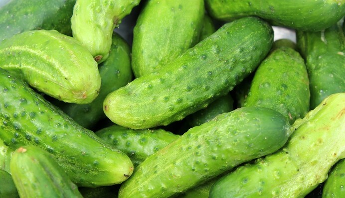 Вырастут горькими: популярные ошибки при поливе огурцов летом