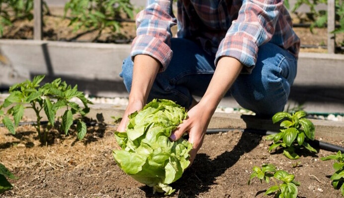 Коли можна і не можна працювати на городі: календар робіт на червень