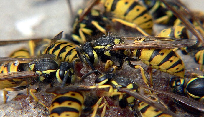 Как отогнать ос от дома: эффективные способы