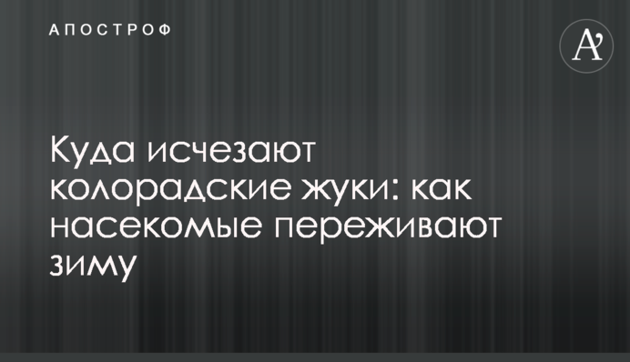 Куди зникають колорадські жуки: як комахи переживають зиму