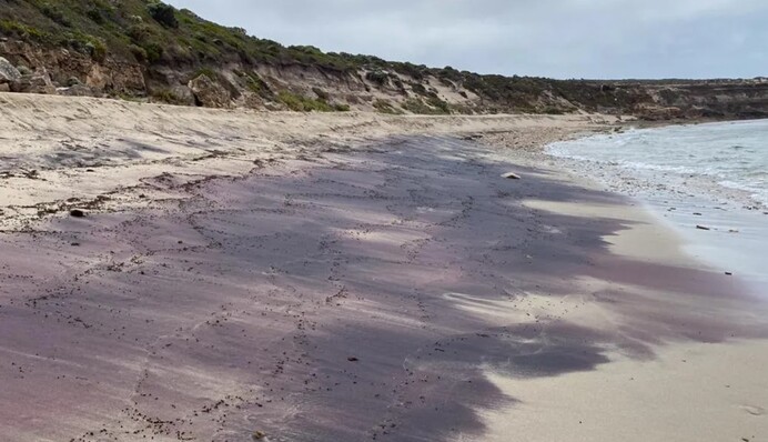 Ученые раскрыли тайну загадочных розовых пляжей Австралии. Фото