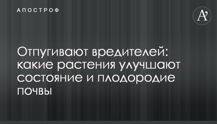 Отпугивают вредителей: какие растения улучшают состояние и плодородие почвы