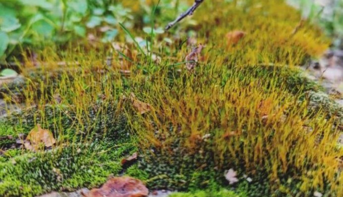 Прорастает сквозь плитку и асфальт: как избавиться от мха на участке