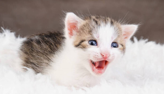 До чого сняться кошенята: що каже сонник