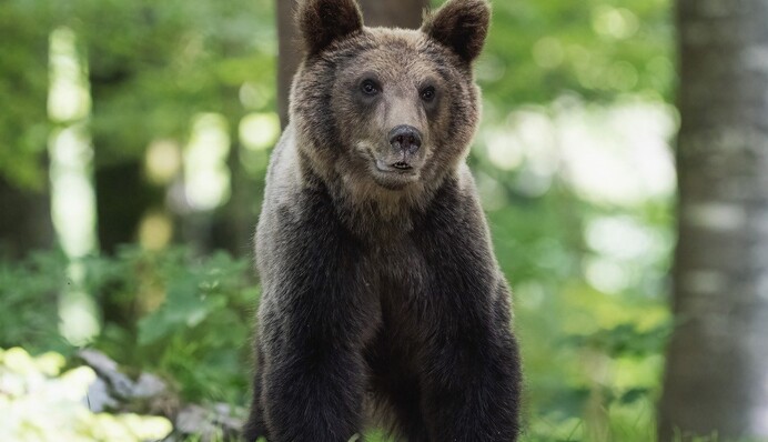 Медведи реально любят мед? Ищем истину в легенде