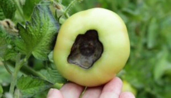 Поможет обычный спрей: как избавиться от черных пятен на помидорах