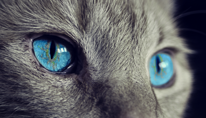 Почему кошка приходит, когда вы плачете: объясняем примету