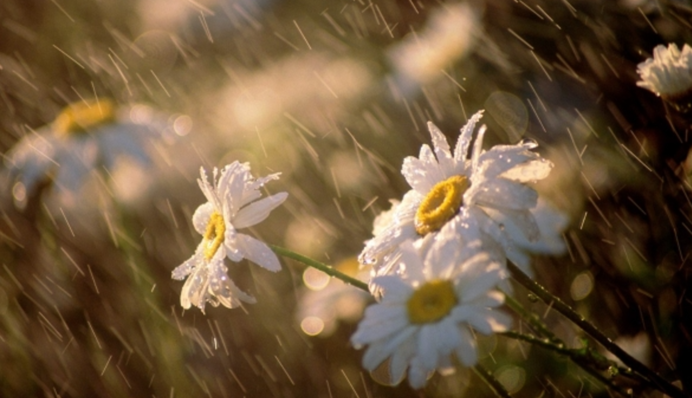 Буде багато сонця та дощів: календар погоди у Києві до кінця червня