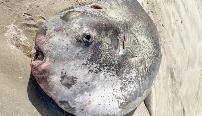 В США нашли двухметровую рыбу-солнце - одну из самых больших этого вида: фото