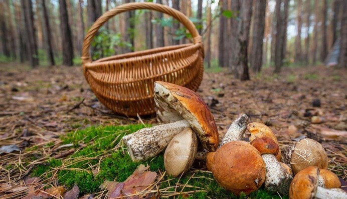 Грибной сезон 2024: когда и какие грибы можно собирать