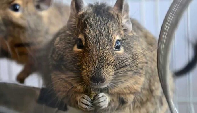 Можуть стати вашими улюбленцями: 8 милих гризунів, які сподобаються всім