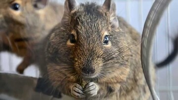 Можуть стати вашими улюбленцями: 8 милих гризунів, які сподобаються всім