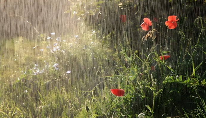В Україну йде пекельна спека до +36 з тропічними дощами