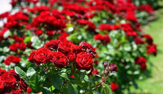 Будут цвести очень долго: советы по уходу за розами в июле