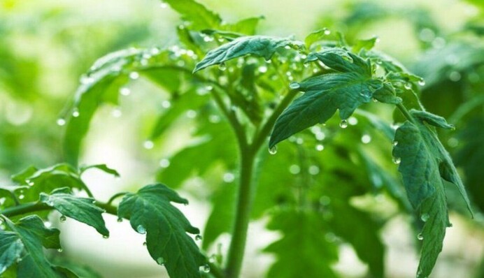 Як зупинити 