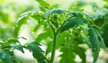 Як зупинити "жирування" помідорів: лайфхаки з вирощування від досвідчених городників