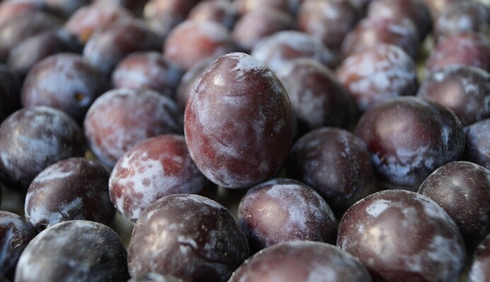 Може чогось не вистачати: чому слива часто скидає плоди