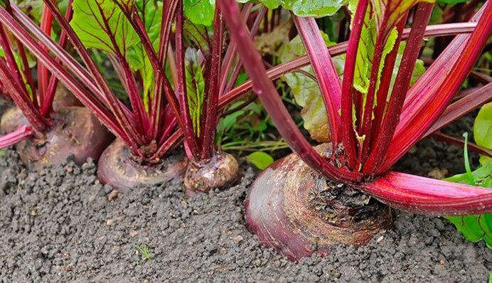 Чим лікувати буряки при хворобі: поради і добрива