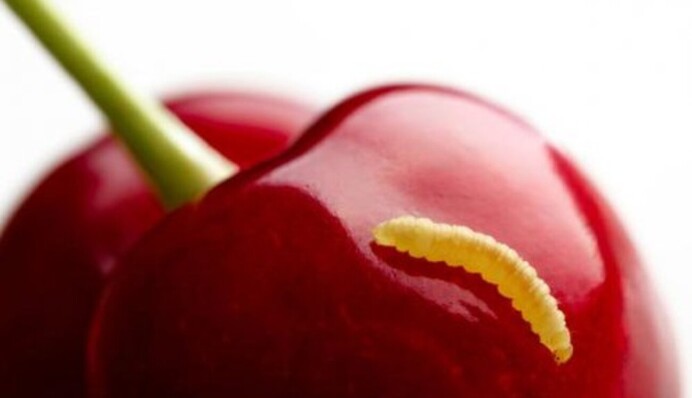 Вилізуть за 20 хвилин: лайфхак з очищення черешні від хробаків