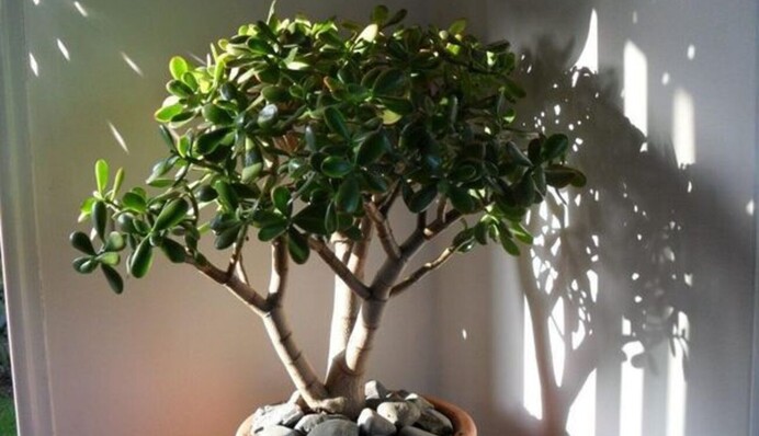 Чи можна тримати вдома грошове дерево: популярні народні прикмети