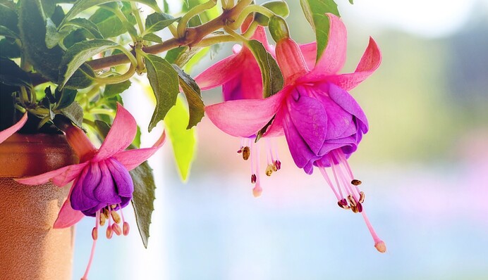 Помогут спасти ваши растения во время жары: 5 главных правил