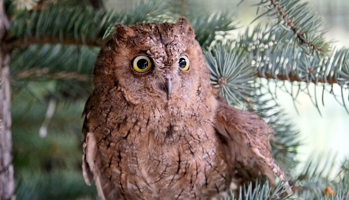 В киевском зоопарке поселили спасенных бойцами ВСУ сов