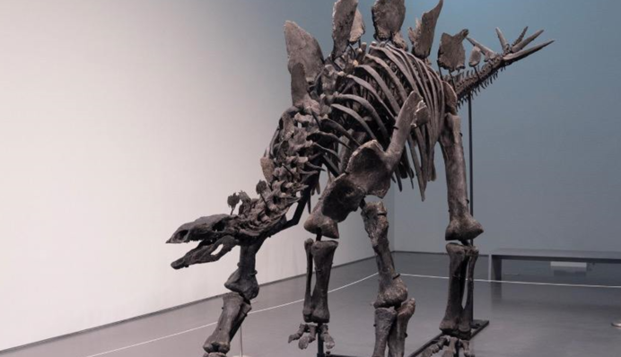 Скелет динозавра віком 150 млн років продали за рекордну ціну