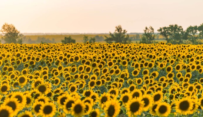 Синоптикиня розповіла, яку погоду чекати на початку нового тижня
